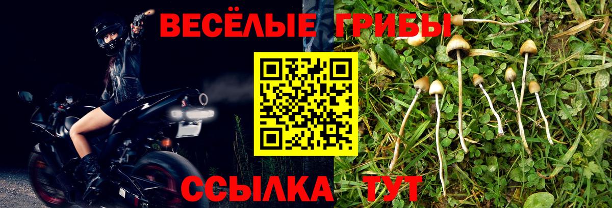 Псилоцибиновые грибы GOLDEN TEACHER Заводоуковск